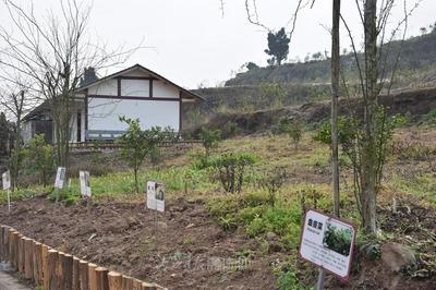 內江 以“產業融合+研學實踐”雙輪驅動，探索中醫藥傳承創新與智能化工程新路徑
